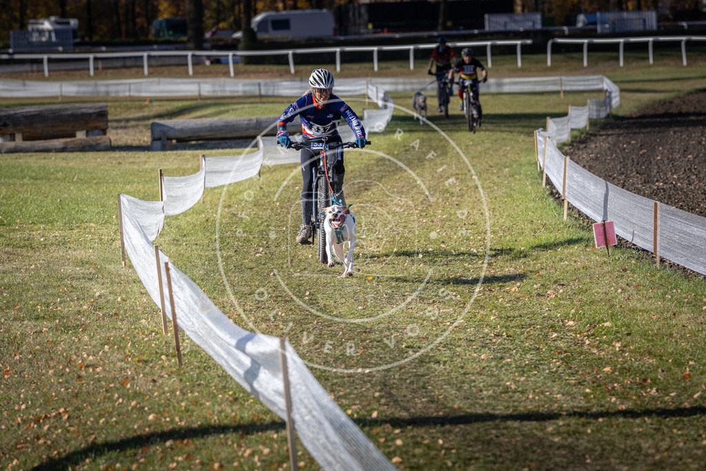 CaniXpix_DV3A6871 | Hundefotografie, Tierfotograf, Pfotenfotografie, Fotoshooting Hund, Hunde Portrait, Hundesport, Hundeportraits, Heideshooting, Hunde, Sportfotograf, Hundefotograf, Turnierhundsport, THS,  - Realisiert mit Pictrs.com