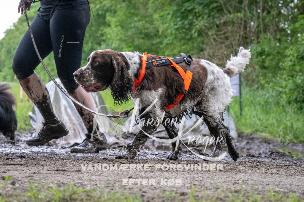 1257_ZZ94367 | kk-dogfotos