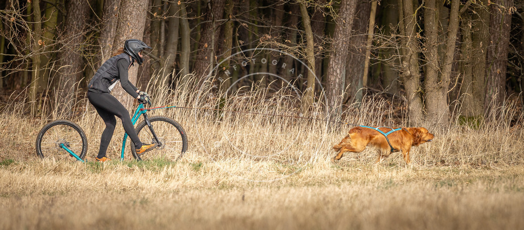 DV3A4827 | Hundefotografie, Tierfotograf, Pfotenfotografie, Fotoshooting Hund, Hunde Portrait, Hundesport, Hundeportraits, Heideshooting, Hunde, Sportfotograf, Hundefotograf, Turnierhundsport, THS,  - Realisiert mit Pictrs.com