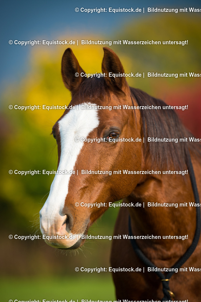 20151013_TOMsPiC_0294 | equistock