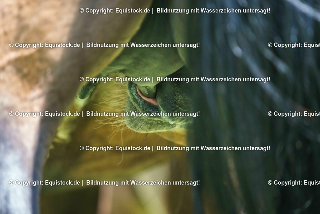 20210617_Fohlen_0275 | Foto: Thomas Hartig