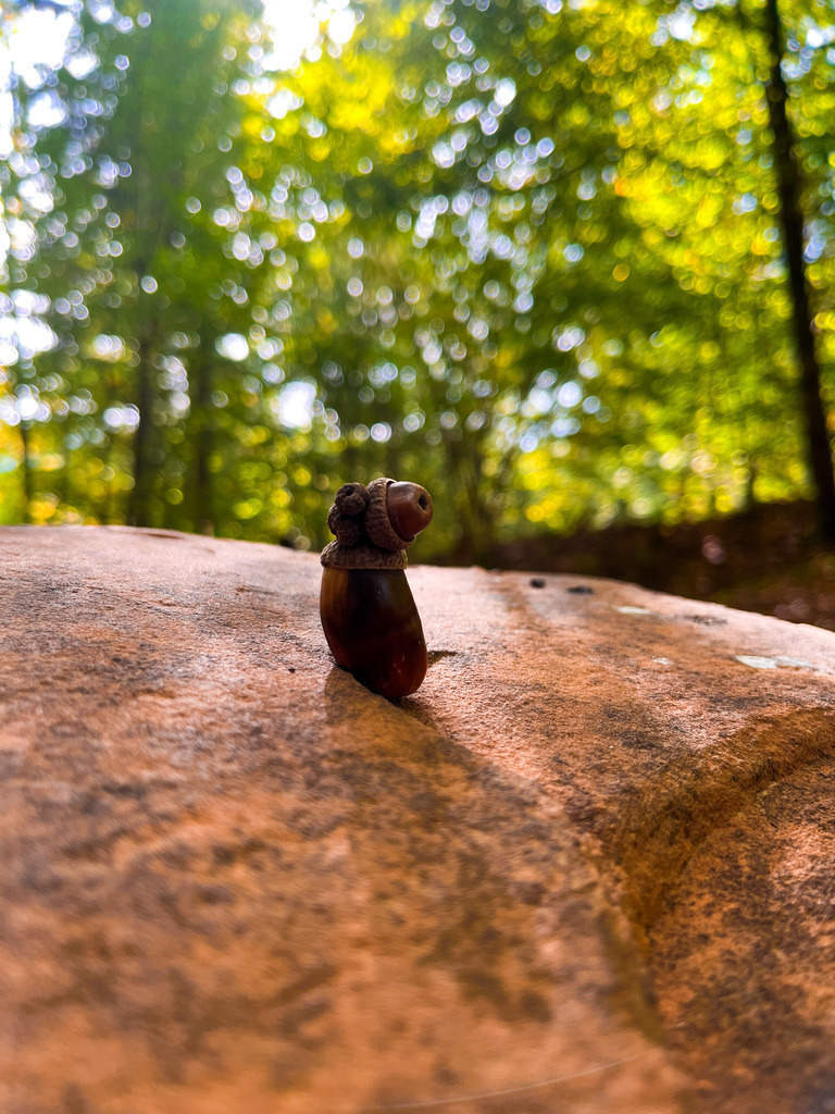 Eichelkunst - Dudenrod | Eine aufrecht platzierte Eichel behauptet sich auf dem rauen Untergrund, während das Sonnenlicht den Wald im Hintergrund in ein funkelndes Farbenmeer verwandelt.Wer mit offenen Augen durch die Natur streift, entdeckt oft Überraschendes. Rund um Dudenrod laden selbst unscheinbare Fundstücke dazu ein, die Umgebung aus einer anderen Perspektive zu betrachten. Mal entstehen reizvolle Kontraste, mal überraschende Formen oder kleine Arrangements, die der Fantasie freien Lauf lassen. Dabei zeigt sich, dass es nicht viel braucht, um aus alltäglichen Dingen etwas Besonderes werden zu lassen. - Realisiert mit Pictrs.com