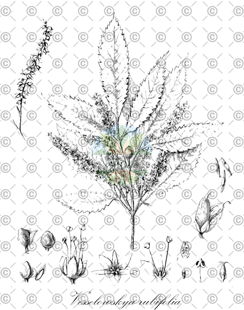 HistAbb_wfo-0000332701_1_ENZY_Simple | Historische Abbildung von Vesselowskya rubifolia - Cunoniaceae | Historical Illustration of Vesselowskya rubifolia - Cunoniaceae