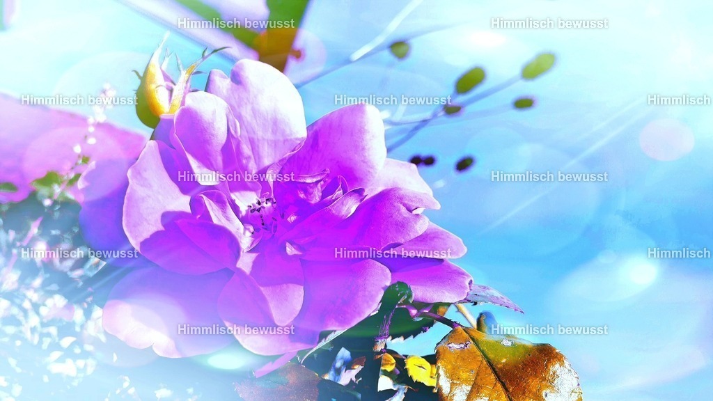 20230912_183111 | Energiebilder der neuen Zeit aus der  Natur,  Tauchen Sie ein in neue Dimensionen, Viola Bous, Dieburg, - Licht_Art-Coaching,  - Realisiert mit Pictrs.com