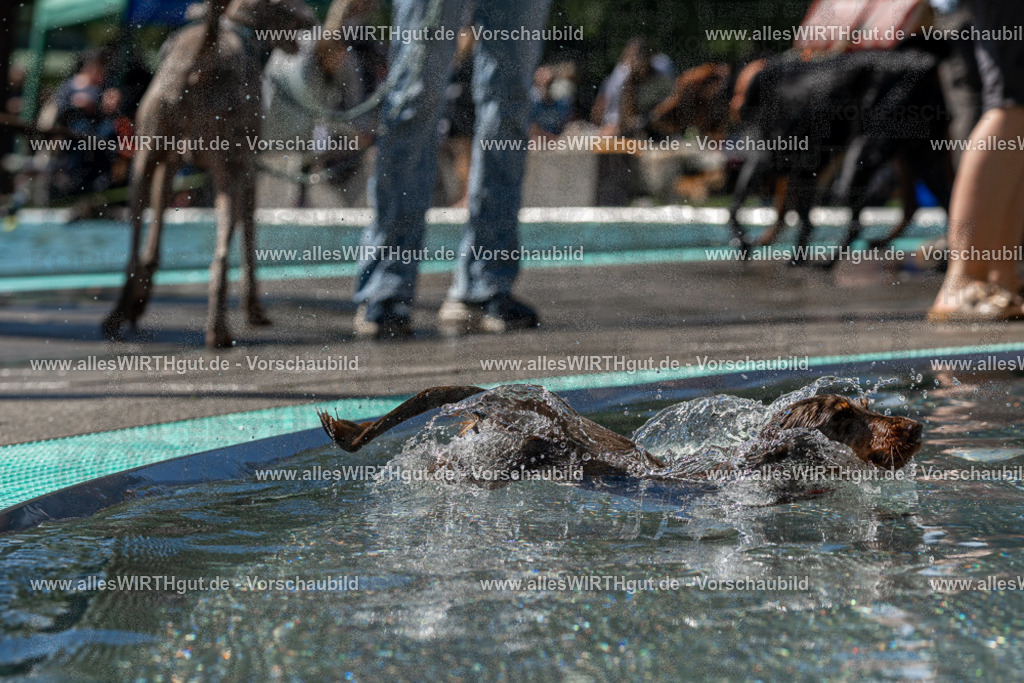 Hundeschwimmen_Volksbad_2026-allesWIRTHgut_Tierfotografie-2609061335-FAY06791 | Professionelle Tierfotografie in Mönchengladbach von Daniel Wirth (allesWIRTHgut). Liebevolle & natürliche Bilder von Hunden & Katzen für unvergessliche Erinnerungen.