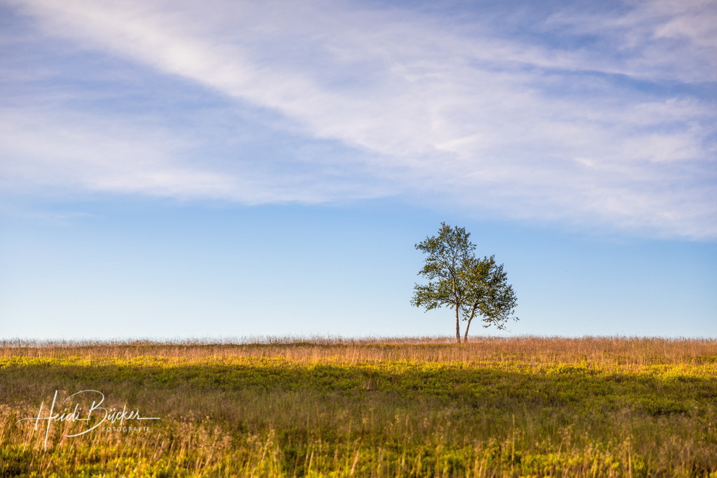 Kleine Birke auf dem Kahlen Asten | Eine kleine Birke steht in der Hochheide auf dem Kahlen Asten bei Winterberg - Realisiert mit Pictrs.com