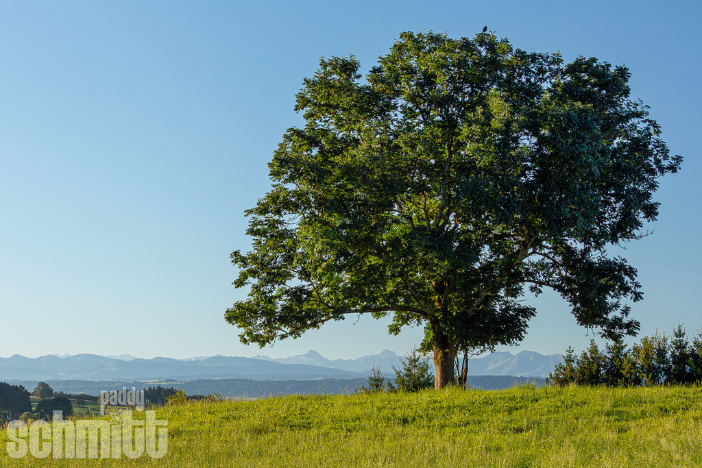 Baum und Bergsicht | Ein markanter Baum vor der beeindruckenden Bergkulisse des Allgäus. Eine klare und ruhige Landschaftsaufnahme, die den besonderen Reiz von Natur und Weite verbindet. - Realisiert mit Pictrs.com