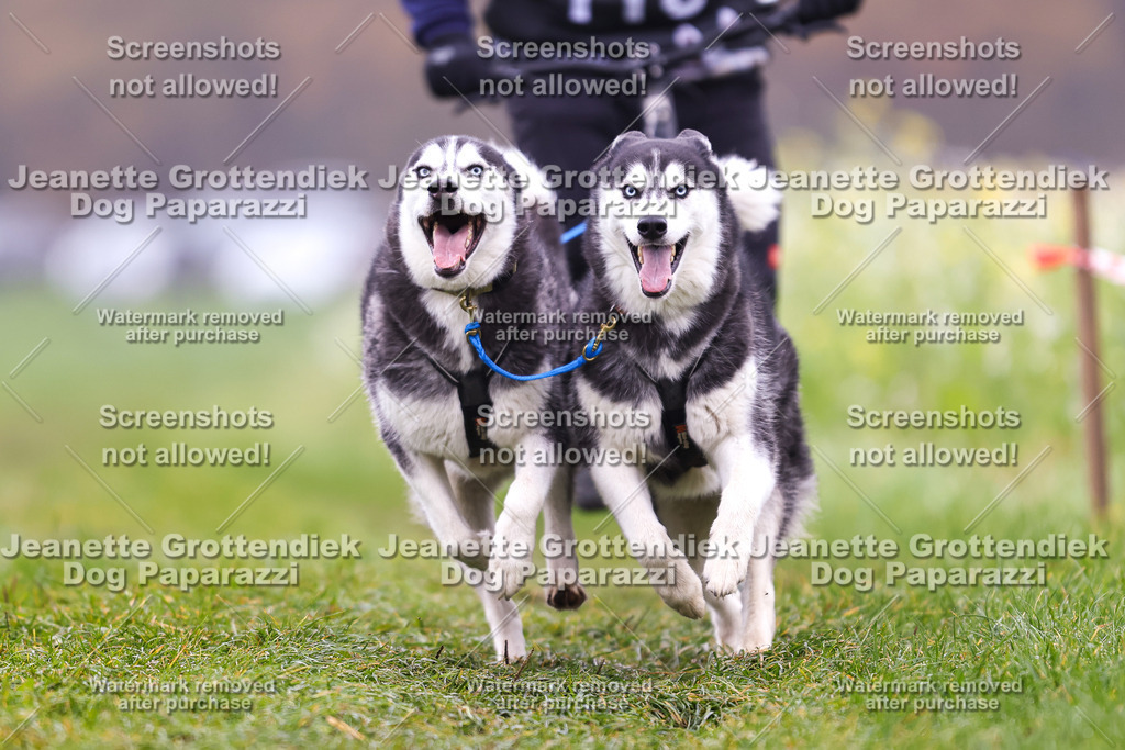 Dog Paparazzi - Visbeck 25 -134 | Dog Paparazzi Jeanette Grottendiek Fotografie & Videografie - Realisiert mit Pictrs.com