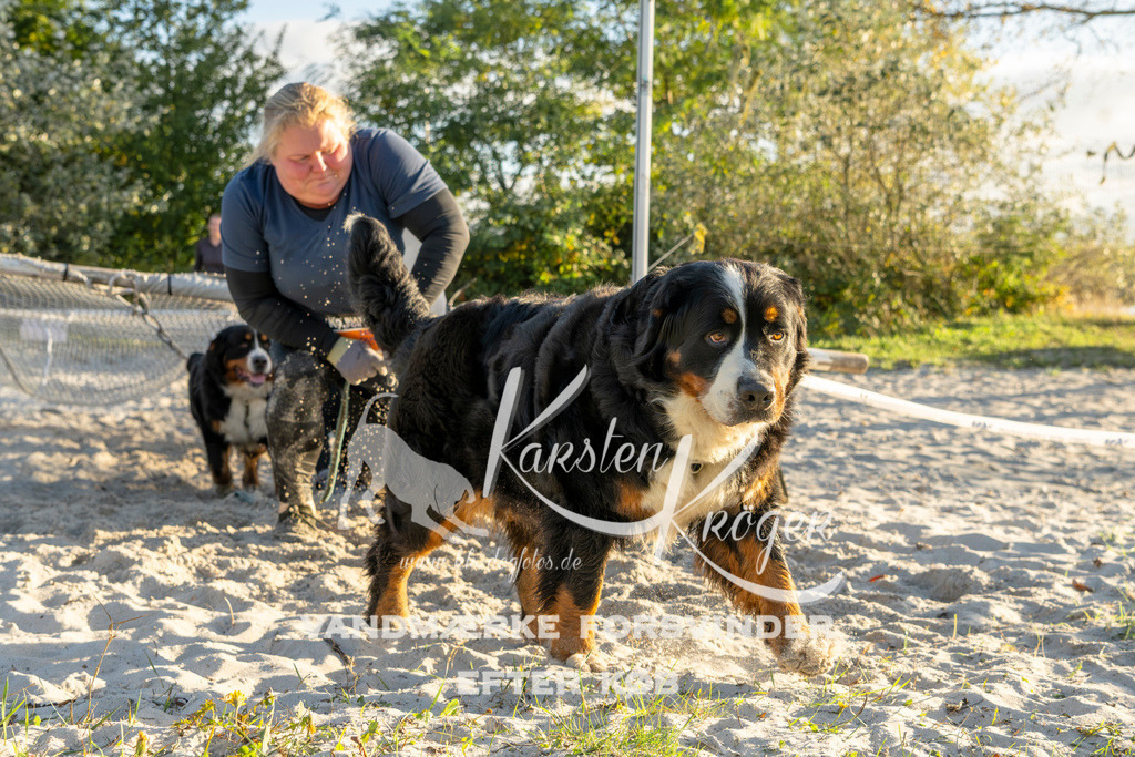 1653_ZZ99965 | kk-dogfotos