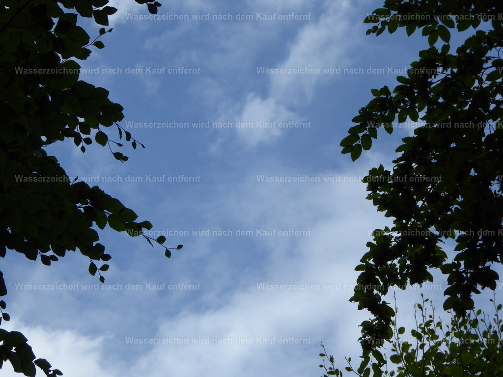 Im Wald mit Himmel | Mittags im Wald - Realisiert mit Pictrs.com