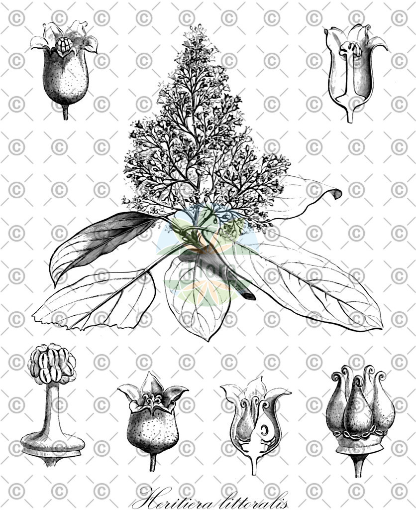 HistAbb_wfo-0001140887_1_ENZY_Simple | Historische Abbildung von Heritiera littoralis - Malvaceae | Historical Illustration of Heritiera littoralis - Malvaceae