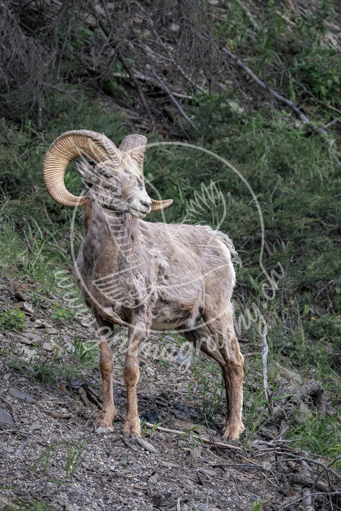 guardian of the rockies - bighorn sheep, canada | Authentische Landschafts- & Wildtierfotografie aus der Schweiz. Hochwertige Wandbilder, Fine-Art-Prints und Wunschmotive nach Auftrag – sorgfältig entwickelt im Grumagraphy-Style