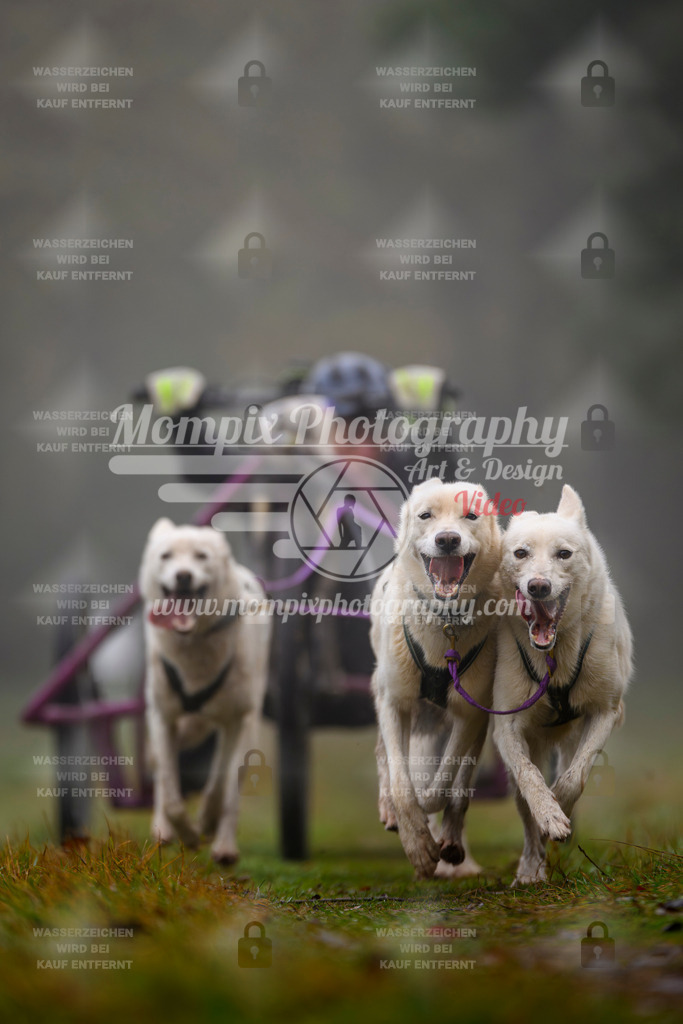 MompixPhotography_Bischwiller2025_Kart-6 | mompixphotography