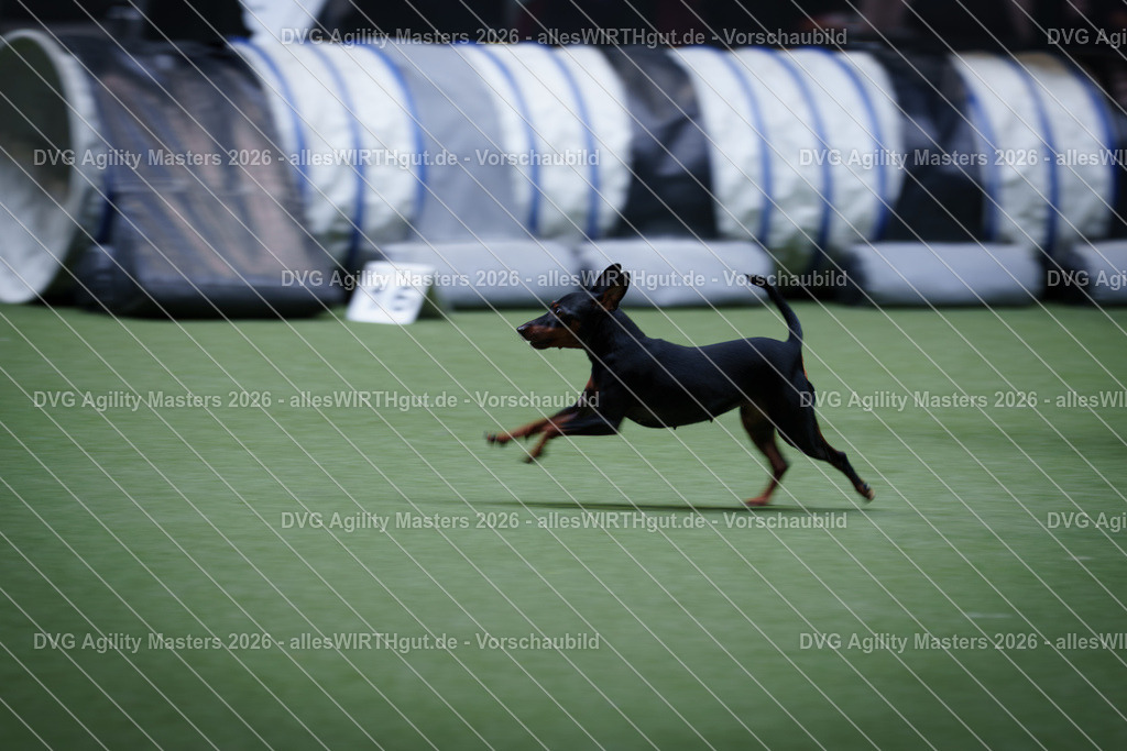 allesWIRTHgut_Tierfotografie-DVG_Agility_Masters_2026-13_48-7R503998 | Professionelle Tierfotografie in Mönchengladbach von Daniel Wirth (allesWIRTHgut). Liebevolle & natürliche Bilder von Hunden & Katzen für unvergessliche Erinnerungen.