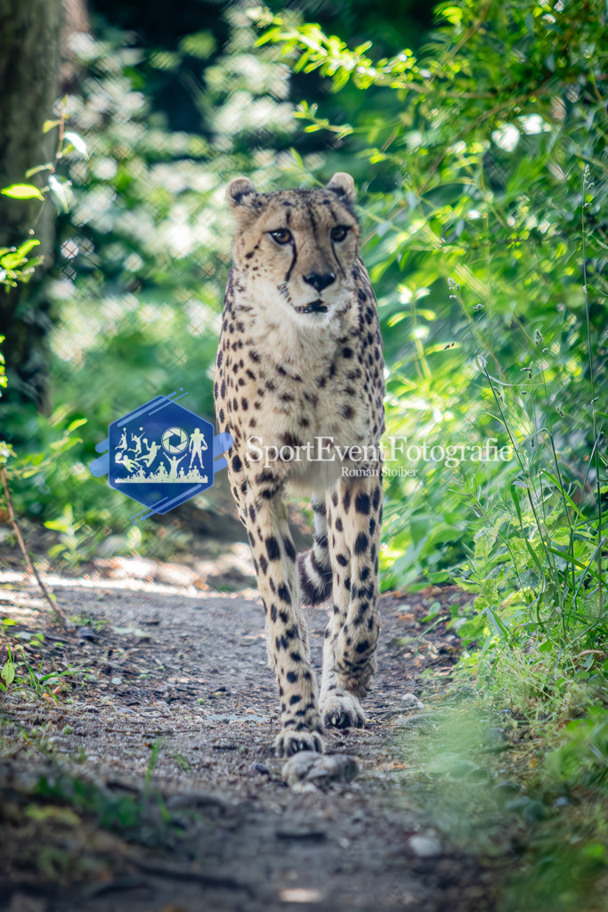 IMG_6310 | SportEventFotografie - Roman Stoiber