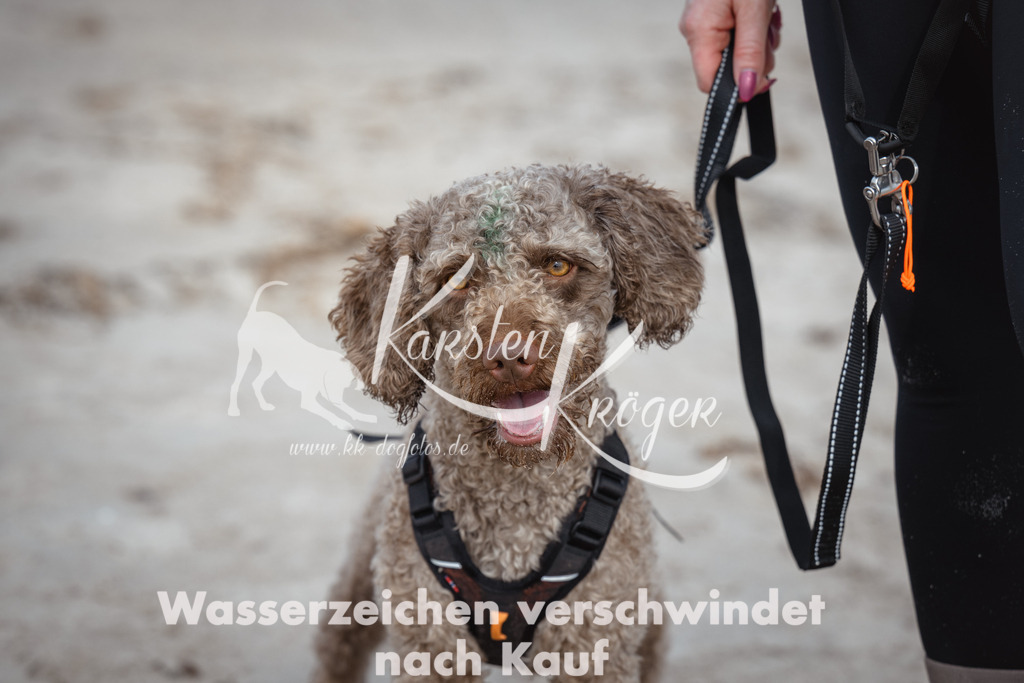 1218_ZZ96109 | kk-dogfotos
