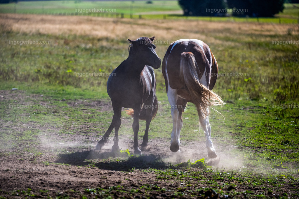 Islandhengste  | Ingo Gerlach