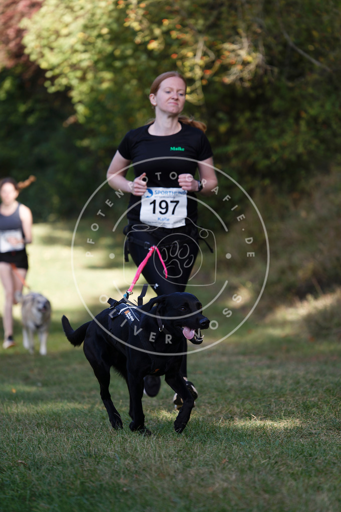 0L8A5653 | Hundefotografie, Tierfotograf, Pfotenfotografie, Fotoshooting Hund, Hunde Portrait, Hundesport, Hundeportraits, Heideshooting, Hunde, Sportfotograf, Hundefotograf, Turnierhundsport, THS,  - Realisiert mit Pictrs.com