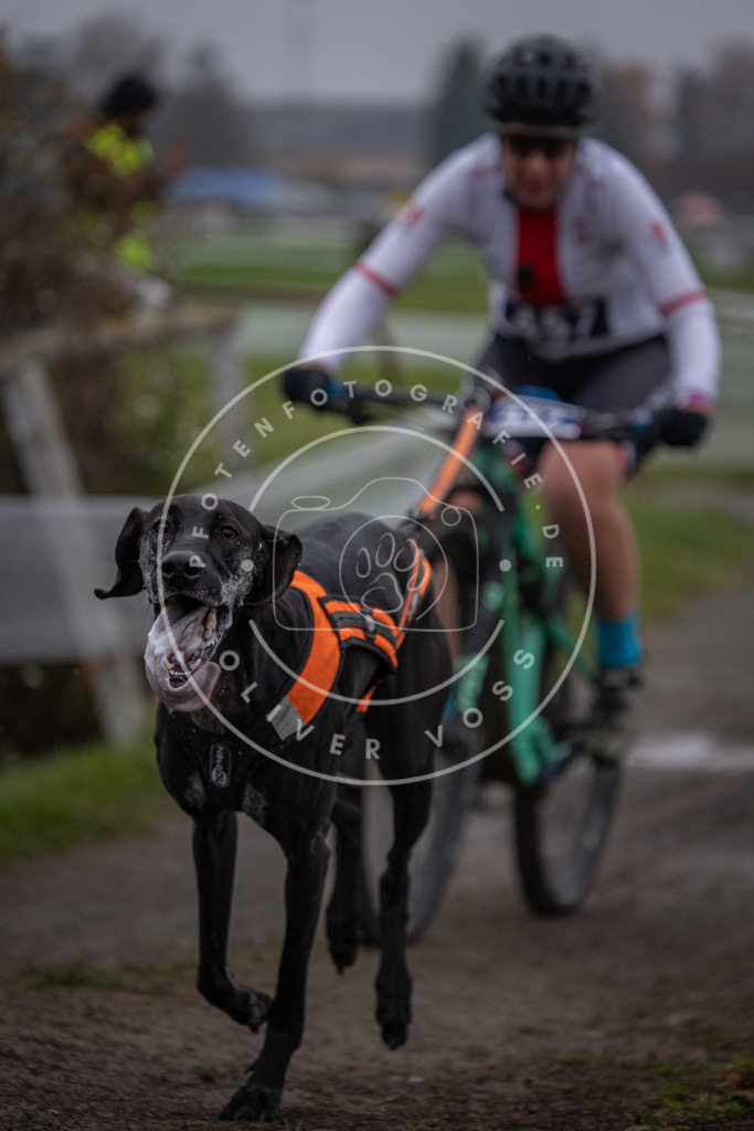 CaniXpix_0L8A1380 | Hundefotografie, Tierfotograf, Pfotenfotografie, Fotoshooting Hund, Hunde Portrait, Hundesport, Hundeportraits, Heideshooting, Hunde, Sportfotograf, Hundefotograf, Turnierhundsport, THS,  - Realisiert mit Pictrs.com