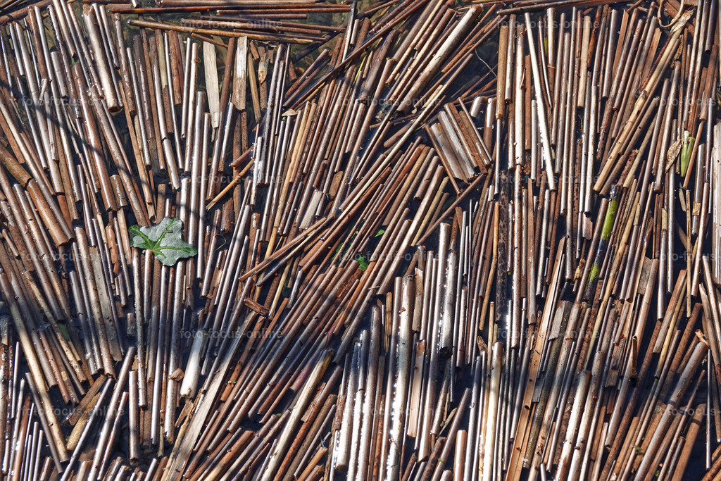 Smiling Lake_27 | Drifting reeds in the lake