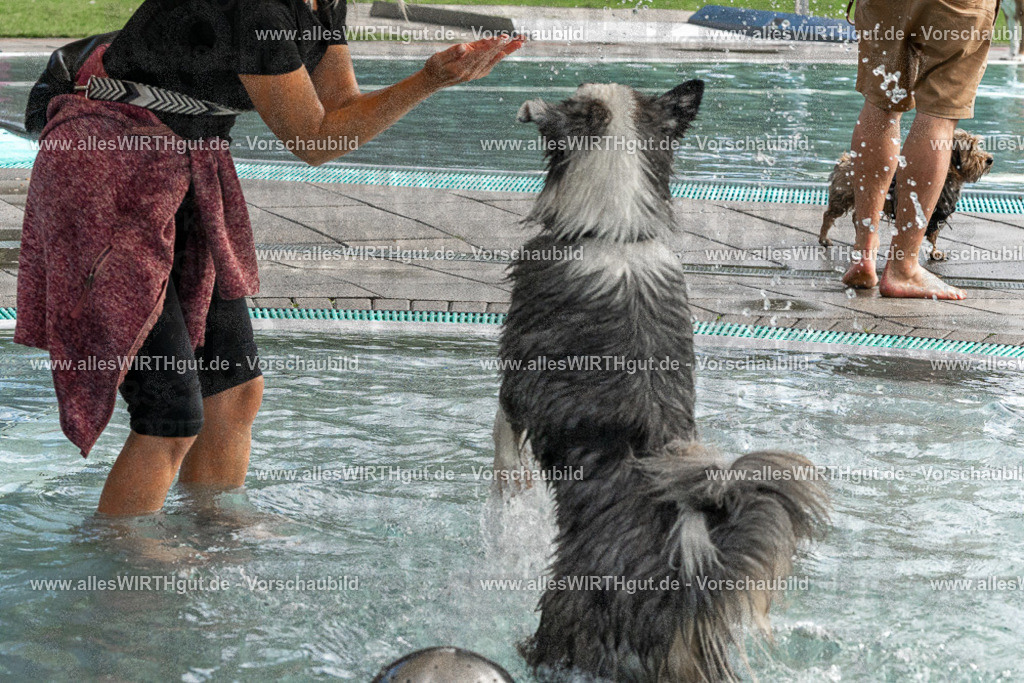 Hundeschwimmen_Volksbad_2026-allesWIRTHgut_Tierfotografie-2609061512-FAY07153 | Professionelle Tierfotografie in Mönchengladbach von Daniel Wirth (allesWIRTHgut). Liebevolle & natürliche Bilder von Hunden & Katzen für unvergessliche Erinnerungen.