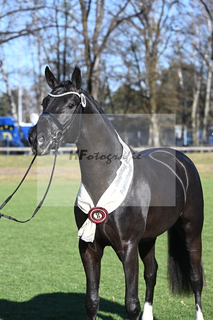 Kat.-Nr. 65 v. Springbank II VH_Reichert_2243398 | hf-fotografie - Realisiert mit Pictrs.com