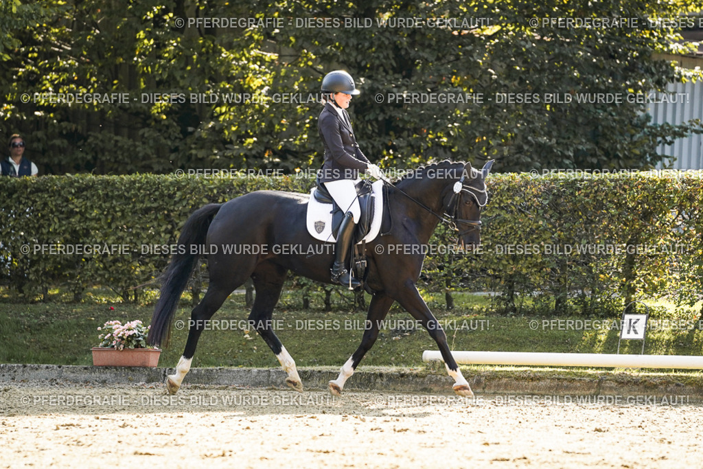 DSC06637 | Pferdegrafie