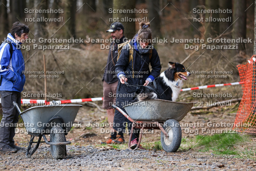 Dog Paparazzi - VCC26-753 | Dog Paparazzi Jeanette Grottendiek Fotografie & Videografie - Realisiert mit Pictrs.com