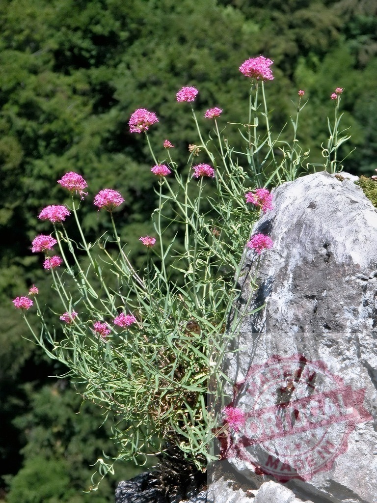 Pink valerian flowers growing on a rocky mountain | Pink valerian flowers thriving on a large rock amidst lush green forest - Realized with Pictrs.com