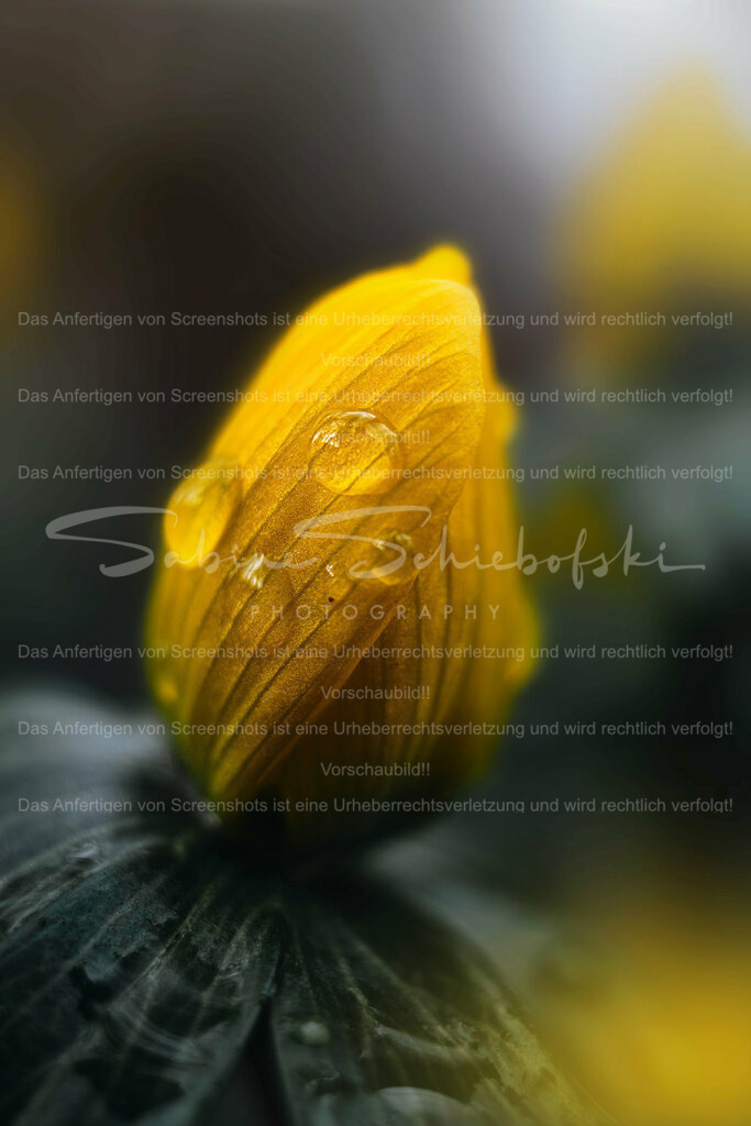 Wandbild Winterling mit Tropfen | People- und Tierfotografie, Imageaufnahmen, Veranstaltungsfotografie und Wandbilder aus der Natur ★ Made in Germany ✔️ Druck + Downloads ✔️ Naturfotografie in Top Qualität ★ schneller Versand, weltweite Lieferung! - Realisiert mit Pictrs.com