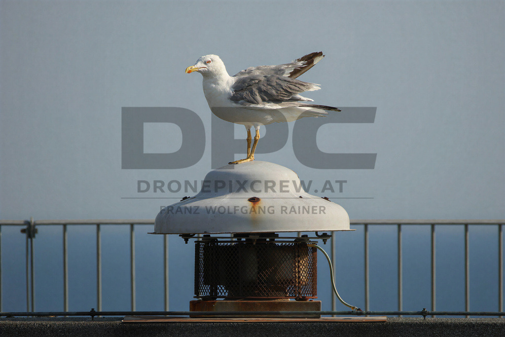 Yellow-legged Gull (Larus michahellis) | Yellow-legged Gull (Larus michahellis), a large gull species commonly found along Mediterranean coasts, rocky shorelines, harbours and coastal areas. - Realisiert mit Pictrs.com