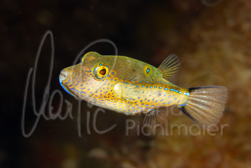 Canthigaster rostrata | Karibischer Spitzkopf-Kugelfisch - Realisiert mit Pictrs.com