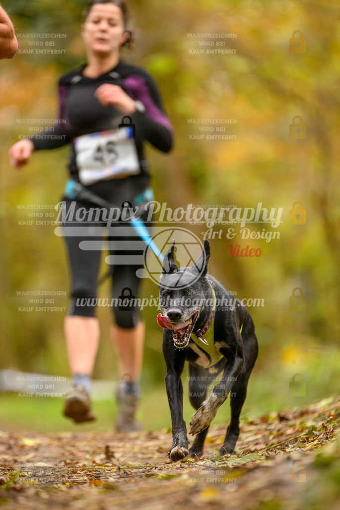 MompixPhotography_Bischwiller24_SA_Canicross-40 | PayLife
