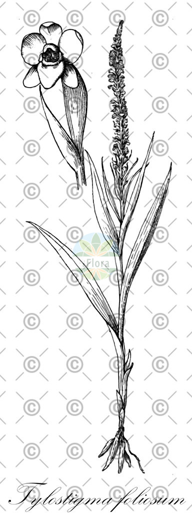 HistAbb_6127_1_FLORAD_SIMPLE | Historische Abbildung von Tylostigma foliosum - Orchidaceae | Historical Illustration of Tylostigma foliosum - Orchidaceae