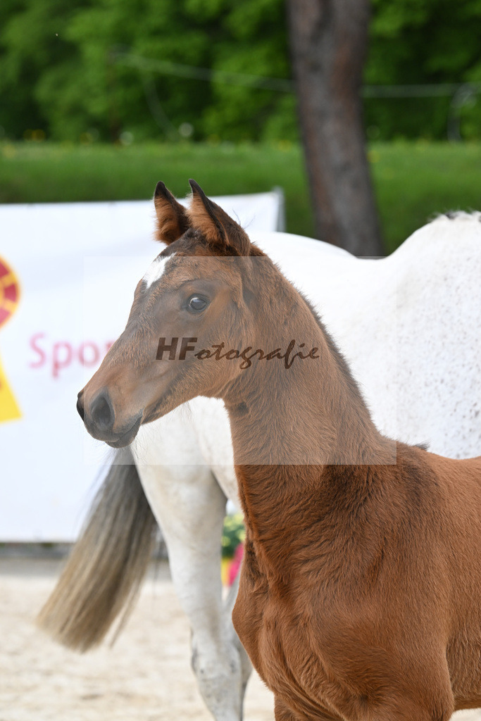 Kat-Nr. 8 SF Cape Calidus x Clearway_Gut Kaltental_24260867 | hf-fotografie - Realisiert mit Pictrs.com