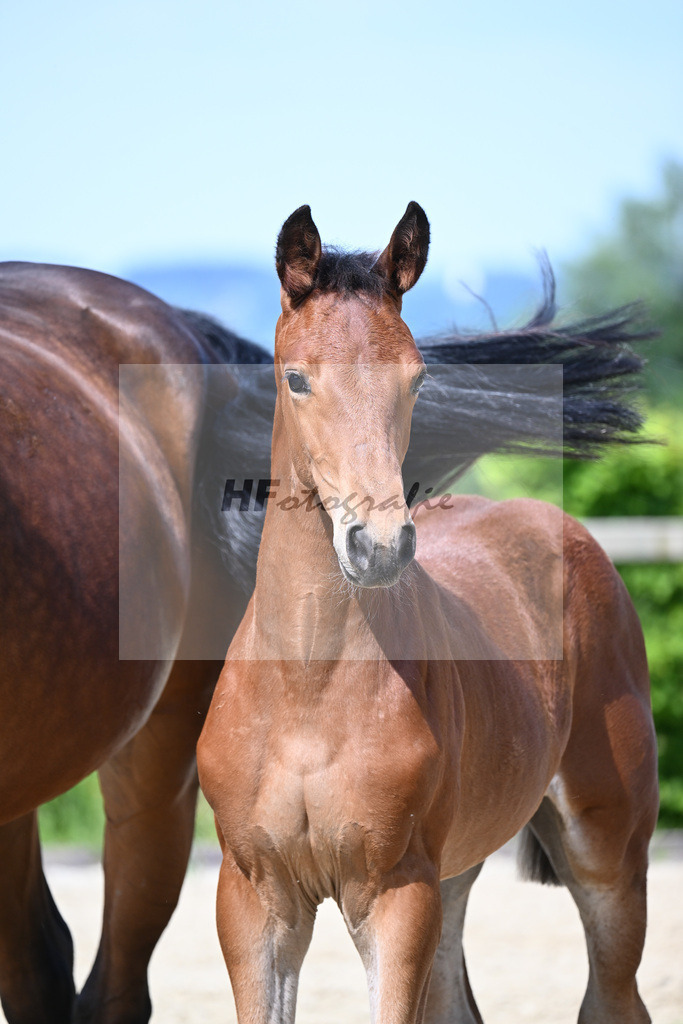 Dinken x Balou du Rouet_HF_Gossner_19240012 | hf-fotografie - Realisiert mit Pictrs.com