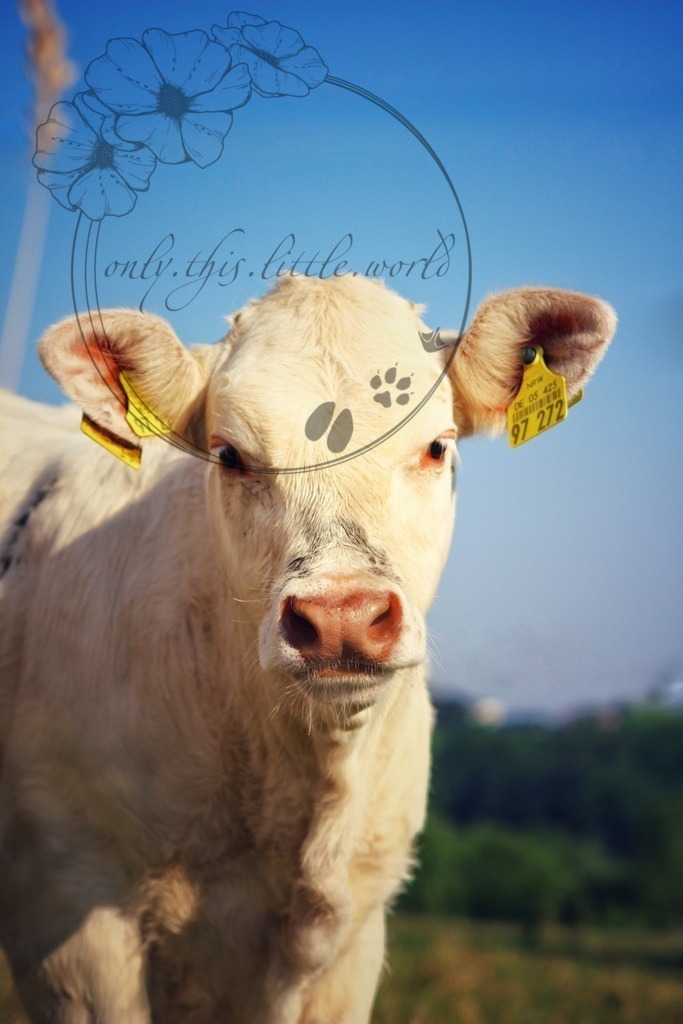 IMG_2792-02 | only.this.little.world - Realisiert mit Pictrs.com