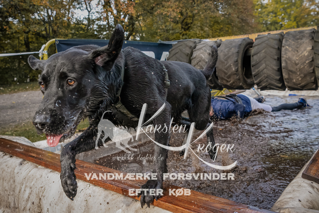1442_ZZ94825-Bearbeitet | kk-dogfotos