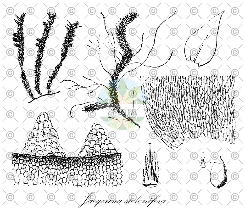 HistAbb_wfo-0001276074_1_ENZY_Simple | Historische Abbildung von Jaegerina stolonifera - Pterobryaceae | Historical Illustration of Jaegerina stolonifera - Pterobryaceae