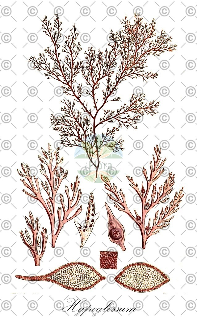 HistAbb_wfo-0000444597_1_ENZY_Simple | Historische Abbildung von Hypoglossum - Delesseriaceae (0) | Historical Illustration of Hypoglossum - Delesseriaceae (0)