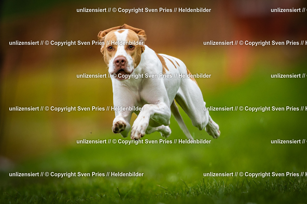 Sven Pries | 2025-04-13 - Hunderennen Baden-Baden - Realisiert mit Pictrs.com