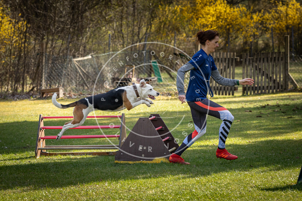 Pfotenfotografie_DV3A1936 | Hundefotografie, Tierfotograf, Pfotenfotografie, Fotoshooting Hund, Hunde Portrait, Hundesport, Hundeportraits, Heideshooting, Hunde, Sportfotograf, Hundefotograf, Turnierhundsport, THS,  - Realisiert mit Pictrs.com