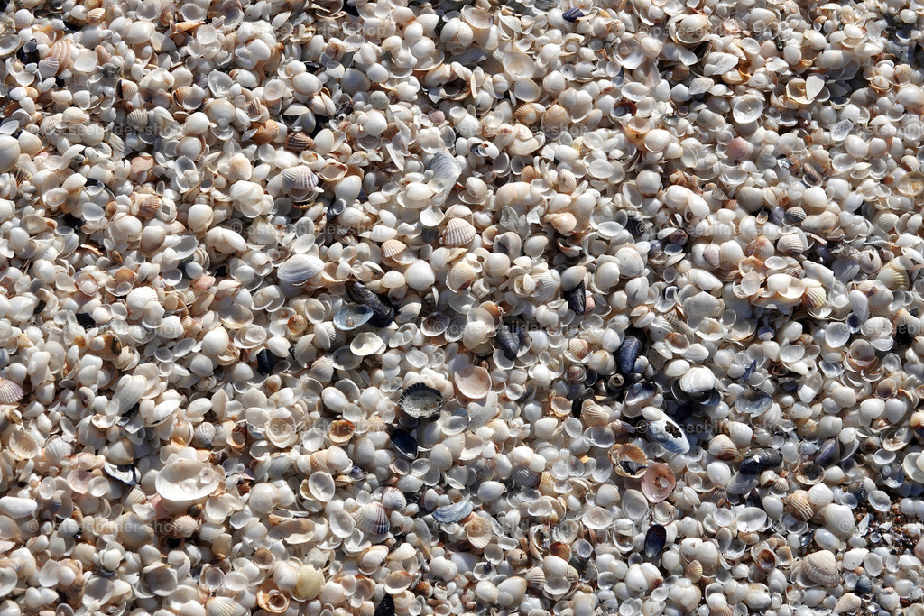 Muschelbank | Muscheln liegen dicht nebeneinander am Strand von Ahlbeck auf Usedom.