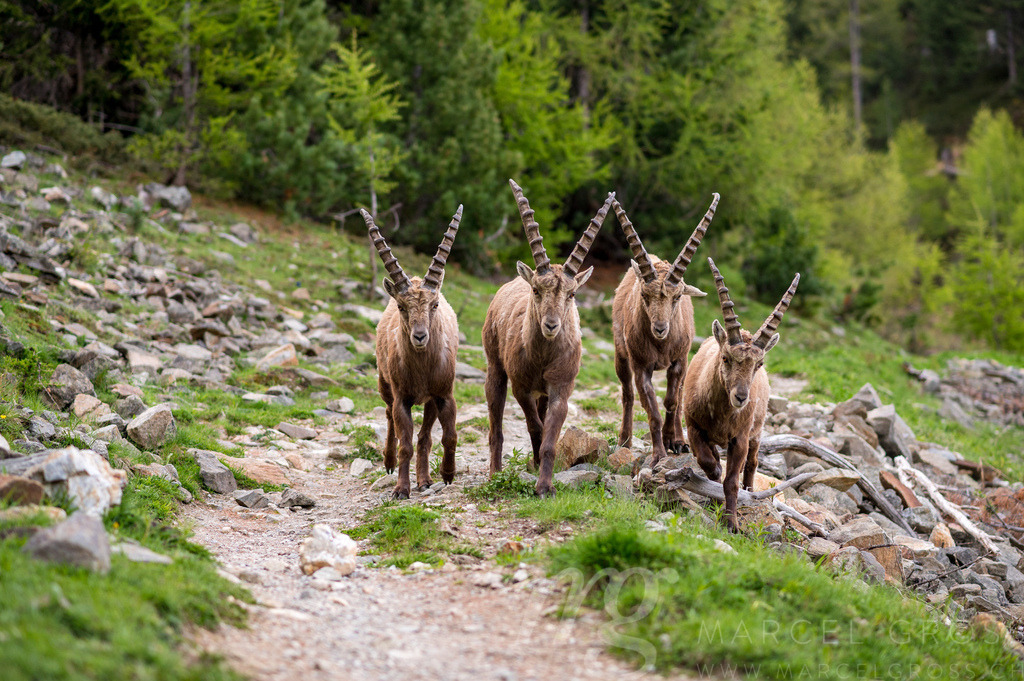 subadult male ibexes on a hiking path in Engadine | Die ideale Geschenkidee für Naturliebhaber. Naturbilder von Marcel Gross Photography für ihr Zuhause in den verschiedensten Formaten und Materialien. - Realisiert mit Pictrs.com