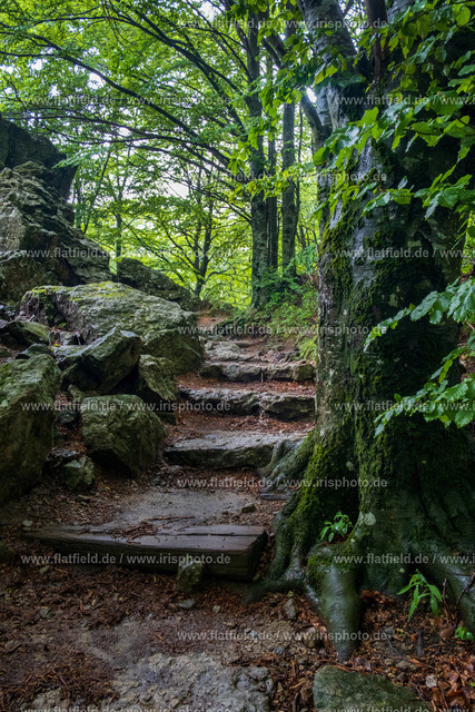 Nasser Waldweg nach Regen | Landschaftsfoto aus der Ardeche 