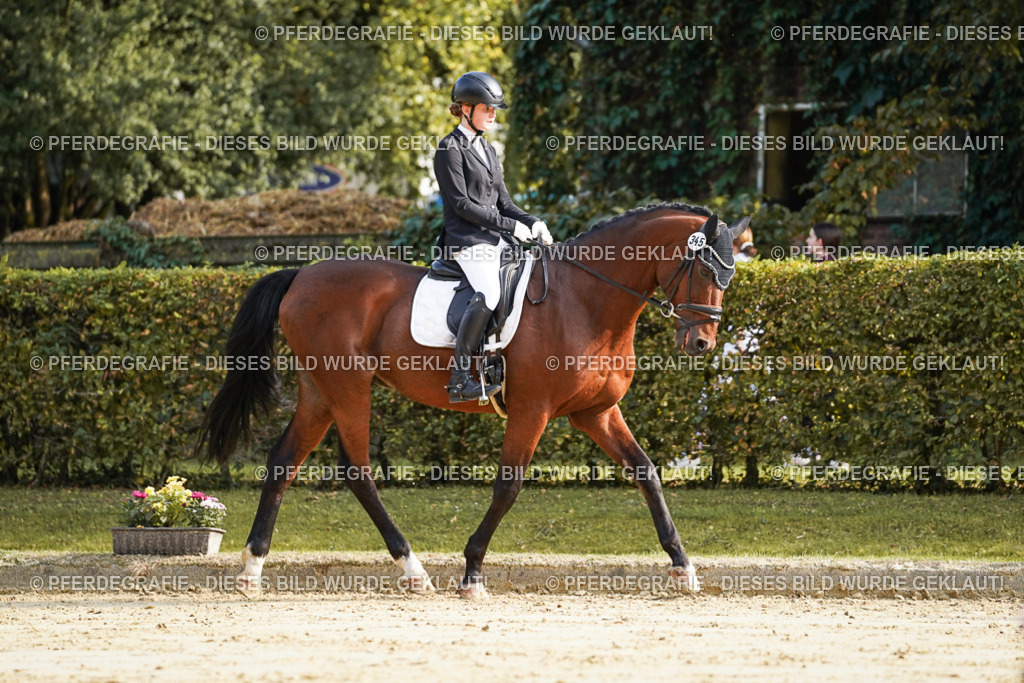 DSC05640 | Pferdegrafie