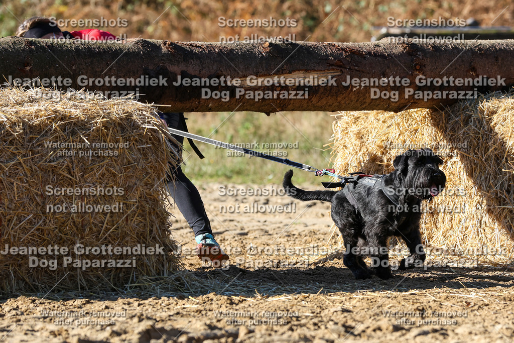 Dog Paparazzi - Strongdog 10-25-2519 | Dog Paparazzi Jeanette Grottendiek Fotografie & Videografie - Realisiert mit Pictrs.com