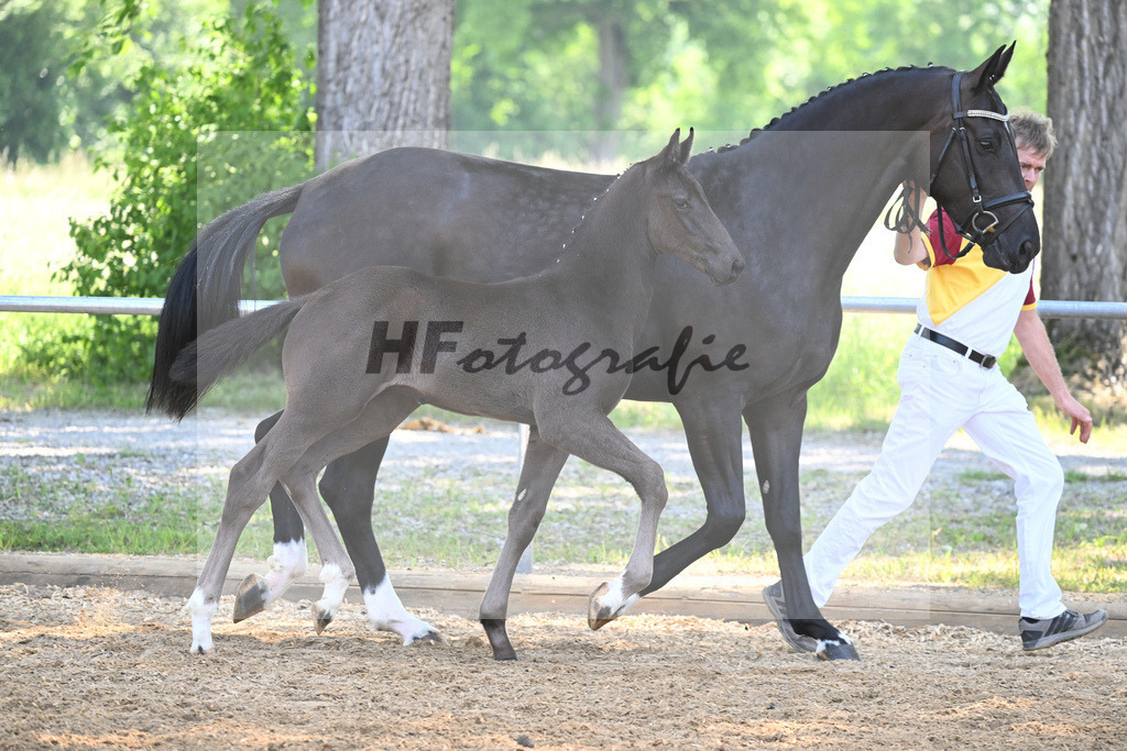 Kat-Nr. 7 HF Imposantos_Schindele_14230249 | hf-fotografie - Realisiert mit Pictrs.com