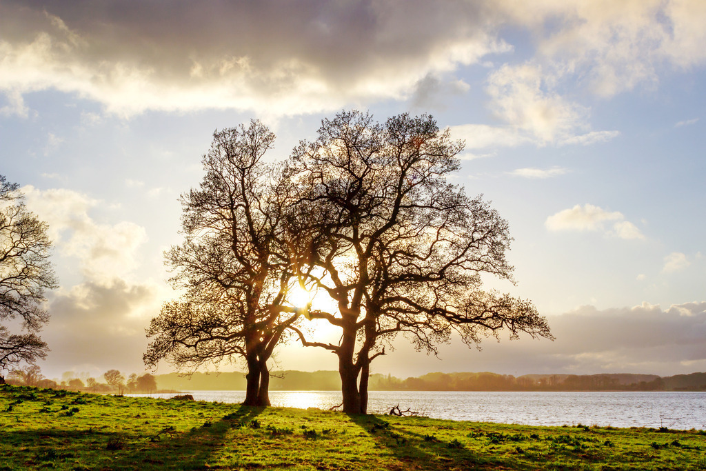 Wandbild: Büstorf – Abendsonne am Schleiufer | Dieses Wandbild im Querformat zeigt das Schleiufer in Büstorf in der goldenen Stunde. Die abendliche Sonne scheint durch zwei Bäume am Ufer und taucht die Szene in warmes Licht. Im Vordergrund liegt eine naturbelassene Wiese, dahinter breitet sich das ruhige Wasser der Schlei aus. Der Himmel ist teils bewölkt und verleiht dem Motiv Tiefe und Dynamik. Ein Bild voller Ruhe, Licht und norddeutscher Küstenpoesie – ideal für Wohnräume, Ferienunterkünfte oder Praxisräume mit maritimem Bezug. Erhältlich als Leinwand, Acrylglas, Alu-Dibond, hochwertiger FineArt-Druck oder als schallabsorbierendes Akustikbild. - Realisiert mit Pictrs.com