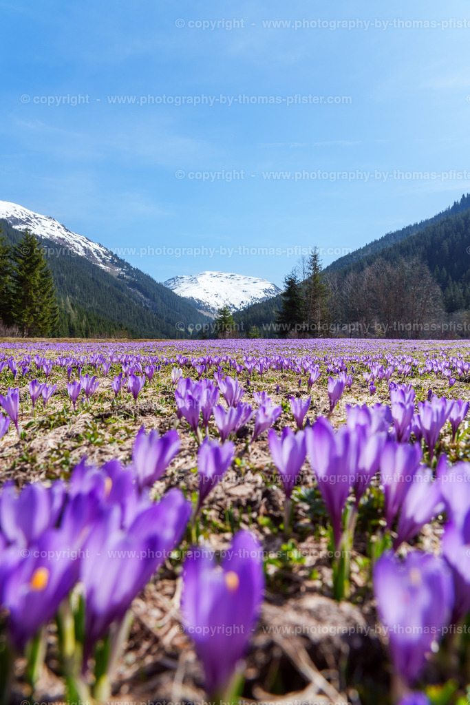 Märzengrund Stumm Krokusse Krokusblüte copyright  Thomas Pfister-3 | PHOTOGRAPHY BY THOMAS PFISTER